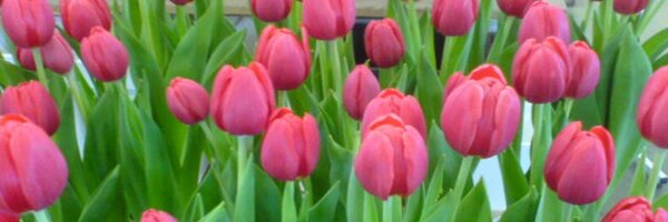 birafloripa Profile Banner