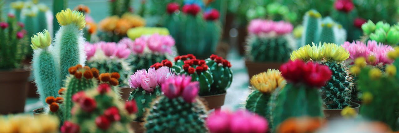 GardenCenterFtv's profile banner image