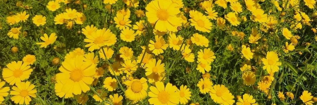 jaiden slipknot :) 🚦 banner