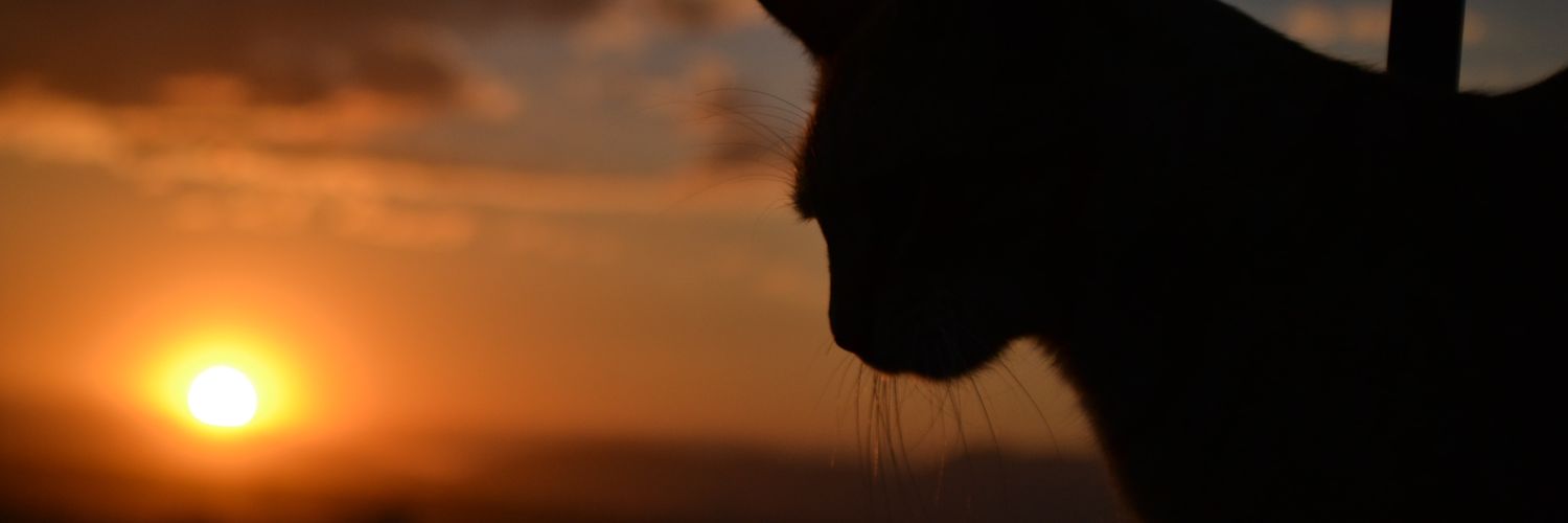 Adanveca's profile banner image