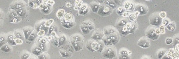 ganbaru_cell Profile Banner