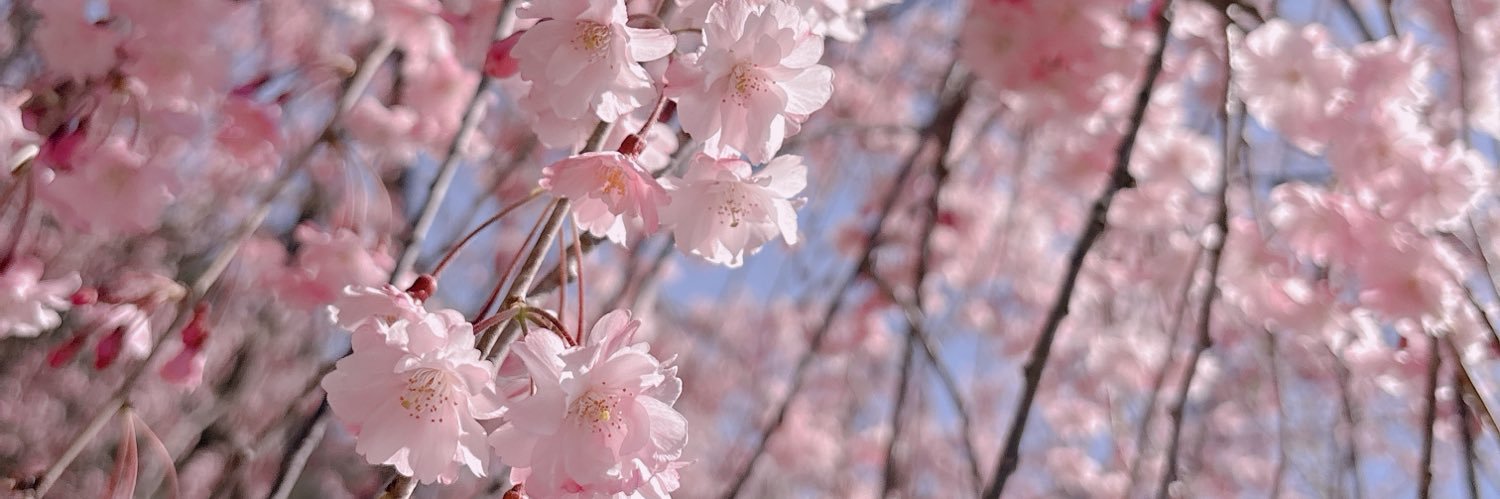 き ゃ な 🧸5y 🐥28w banner