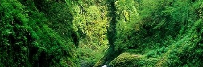 Sofia Higgins banner