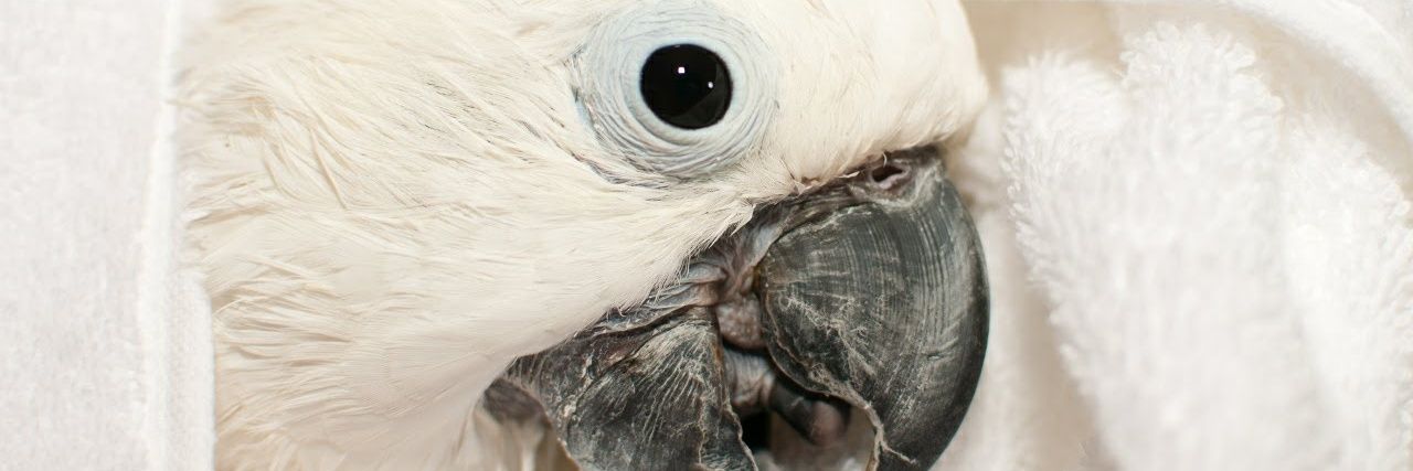 Kwaker (Quaker) aka Tina banner