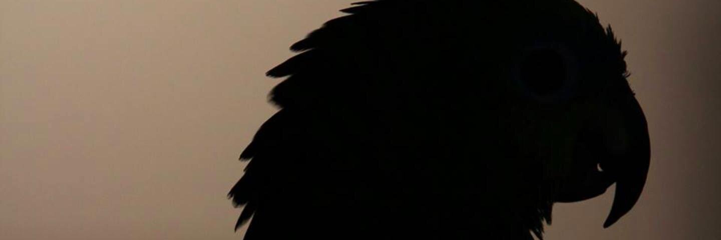 flaviosil's profile banner image