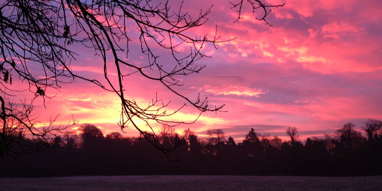 Alison Organ 💚💙 banner