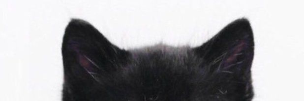 ꒰ა 𝙽𝚒𝚗𝚊 ໒꒱ banner