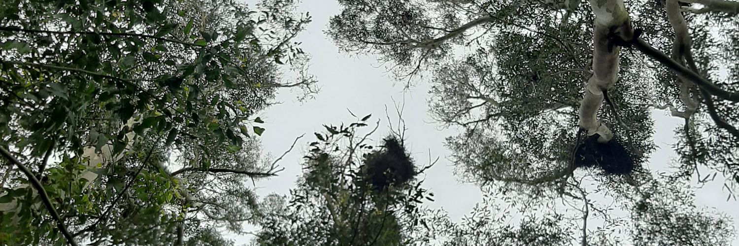 toomasdominguez's profile banner image