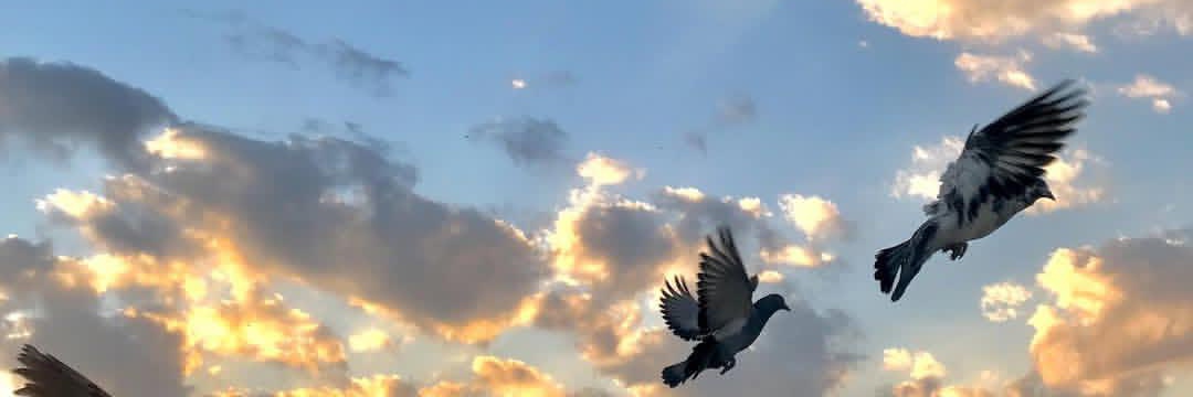 eman_hossinyy's profile banner image