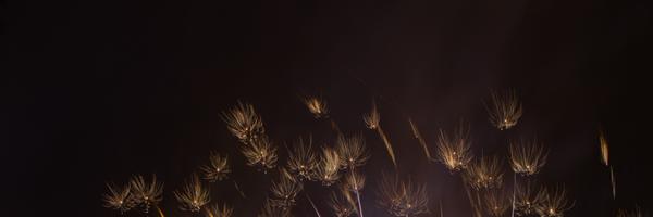 disiok Profile Banner
