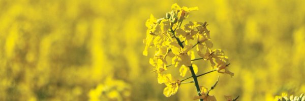 ircsydney2023 Profile Banner