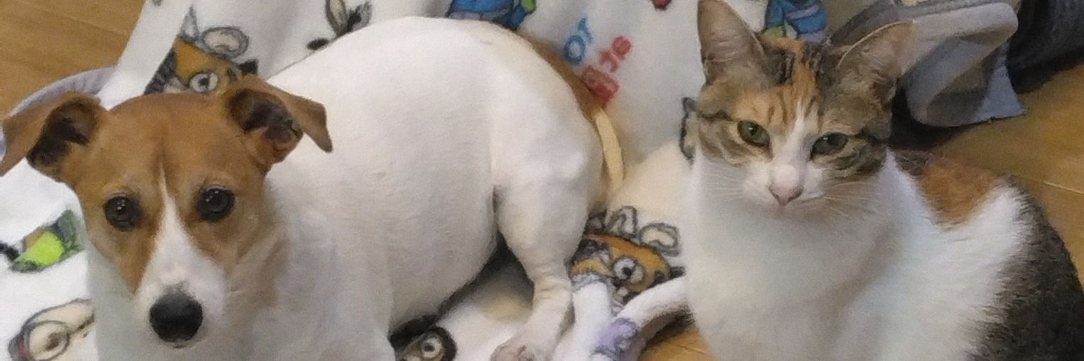 足利カン吉 banner