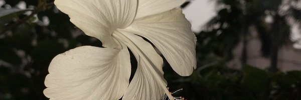 mxissrx Profile Banner