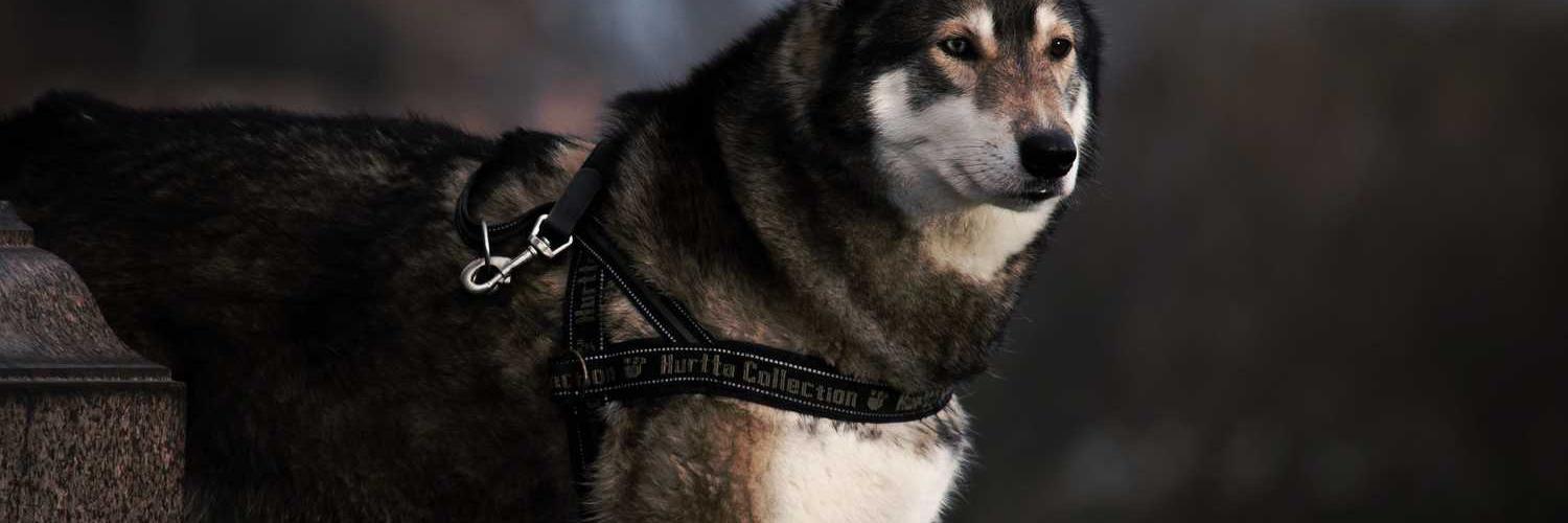 NachmanDryer's profile banner image