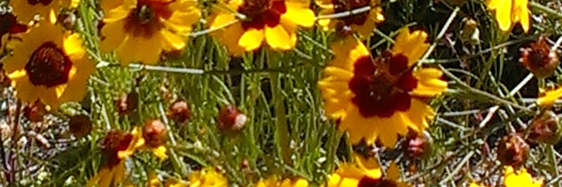 MiriameSchaffer's profile banner image