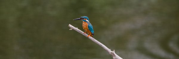 kim_cm1 Profile Banner