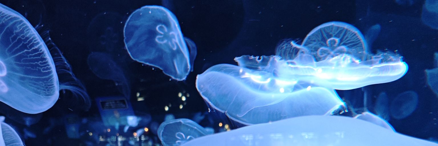 おにくです banner