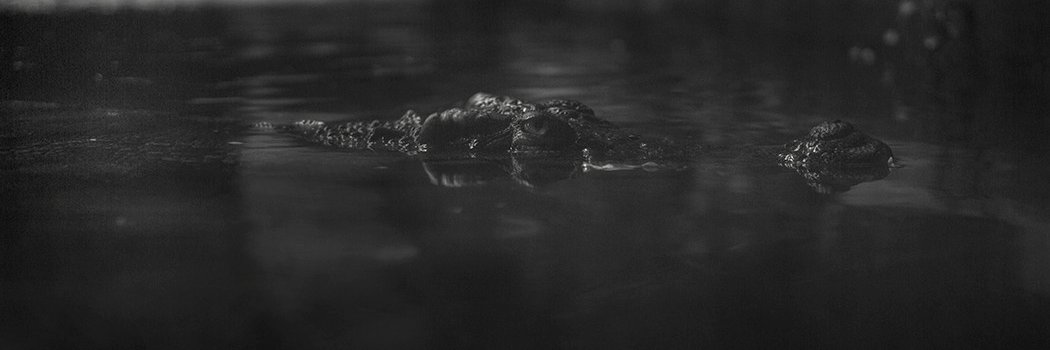 Walter Jenkel banner