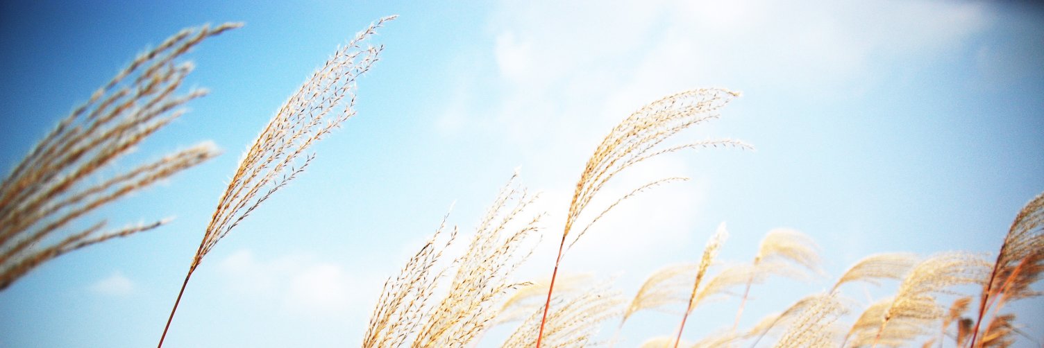 🌻 해차오름 (#이재명 #경제 #대통합 #갈등해소)'s banner
