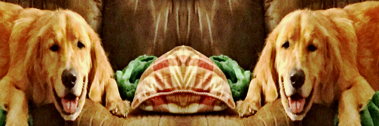 daveelledge's profile banner image