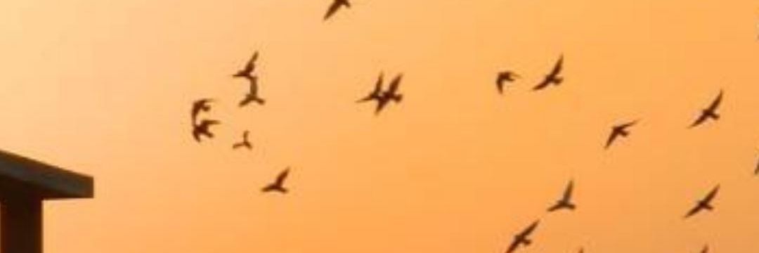 yogis5179's profile banner image