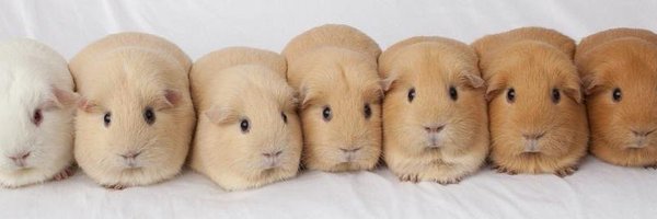 doxll_2 Profile Banner