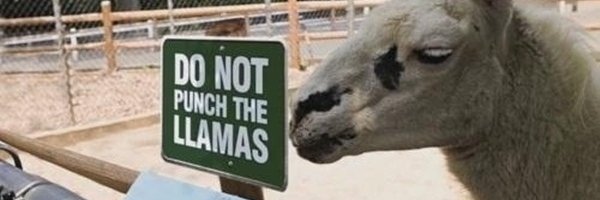 Dave Balter 🌲 banner