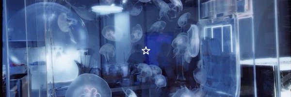 whimsycoded Profile Banner