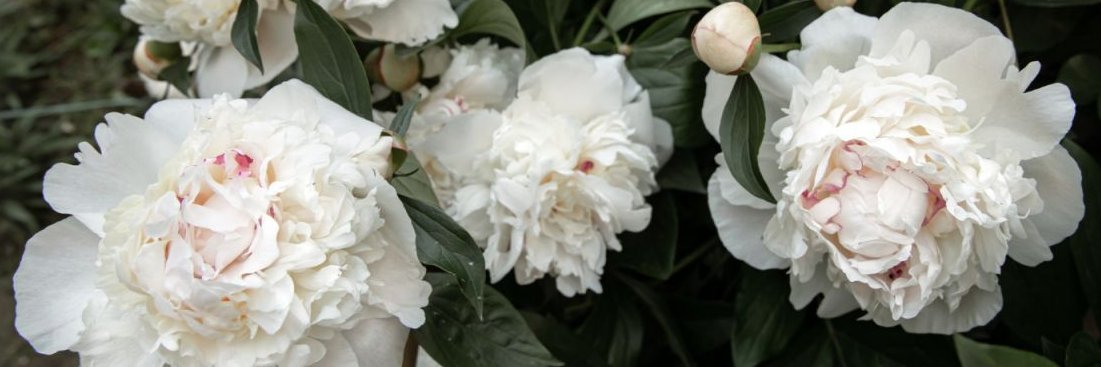 Піон's banner