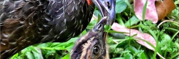 vicvitrola's profile banner image