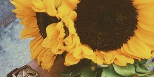 luleuhan's profile banner image