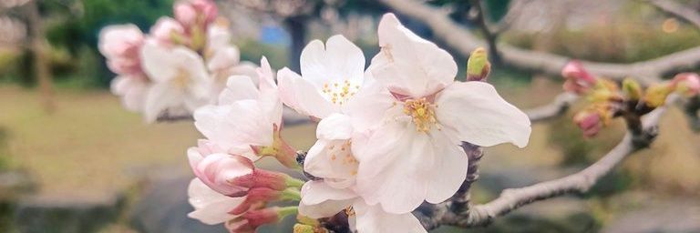 xBabyBee1's profile banner image