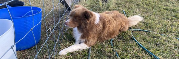 FeathersMcGee Profile Banner