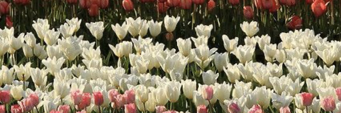 franwillh's profile banner image