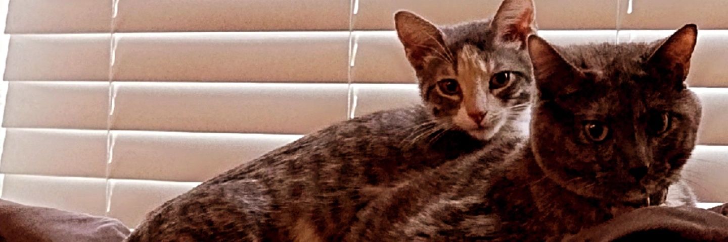 Cholula_'s profile banner image