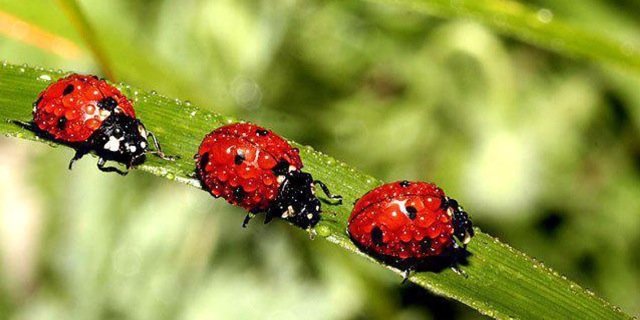aladybug's profile banner image