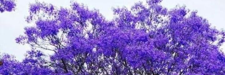 Limpopo Girlie 🫅 Female King banner