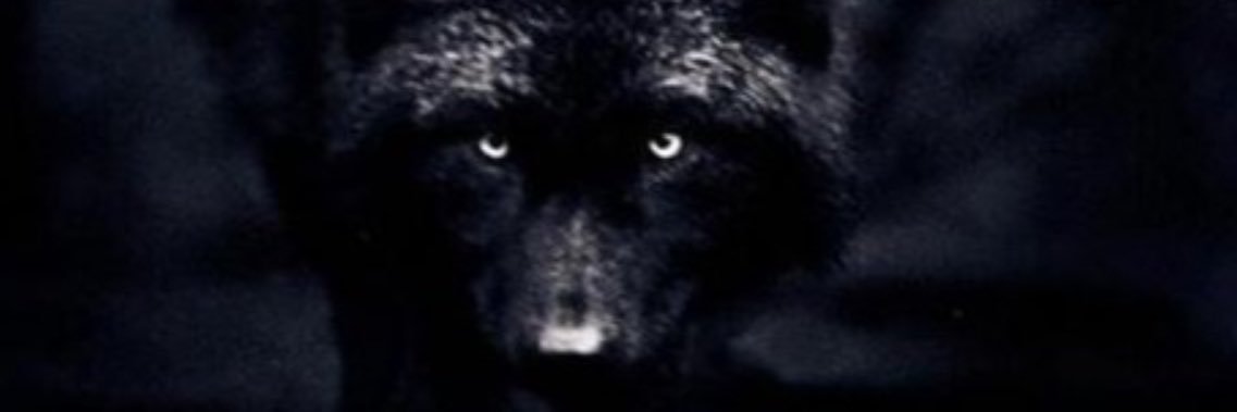 Rod Ford banner