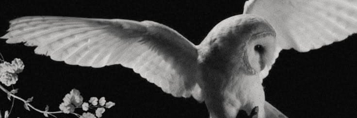 CurujaEdits's profile banner image