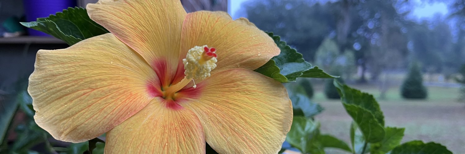 🏝️FLGRL Heather🏝️ banner