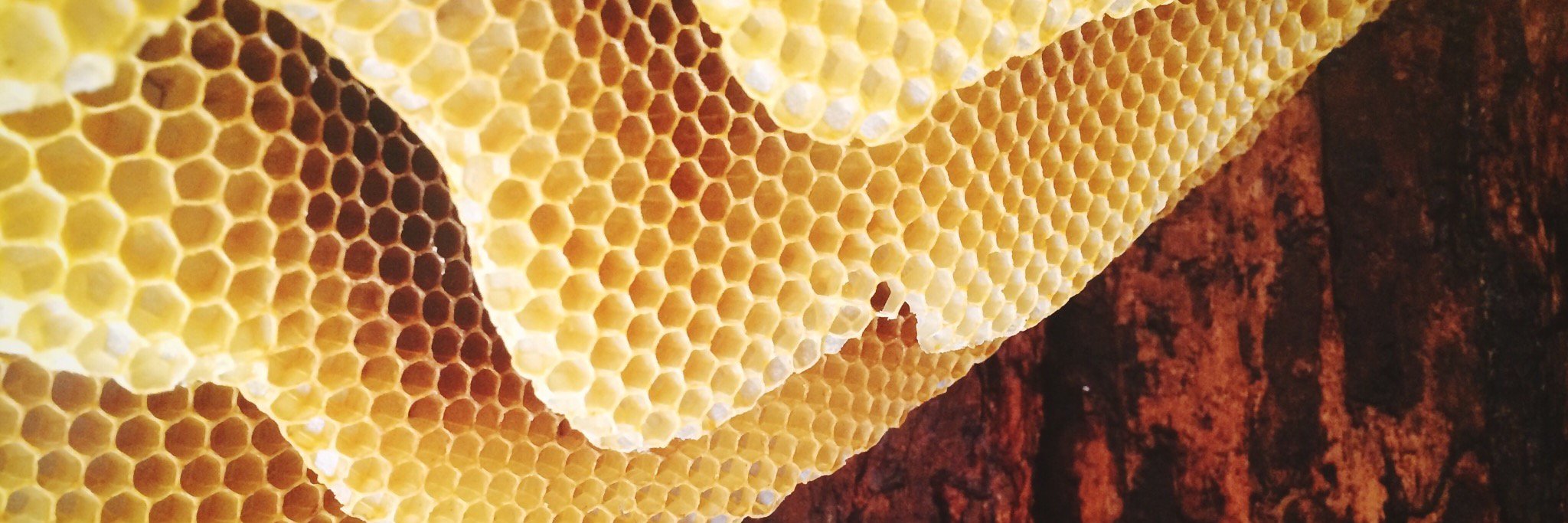 thewildhive's profile banner image