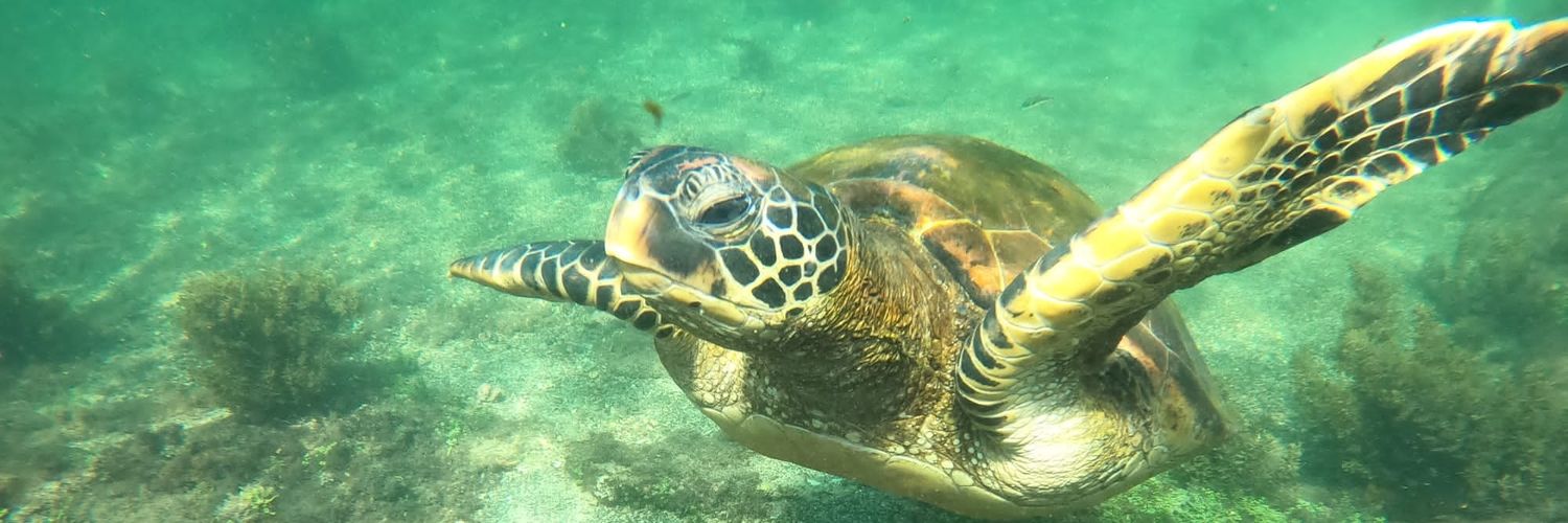 VelveteenDreamer banner