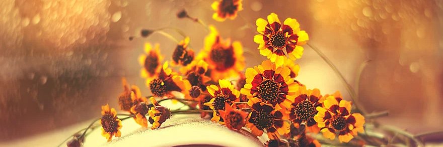 Thomas🐻⛓️🍊 | Berachain banner