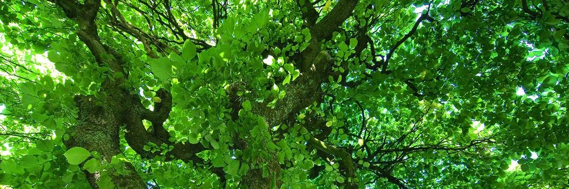 victoriouswords banner