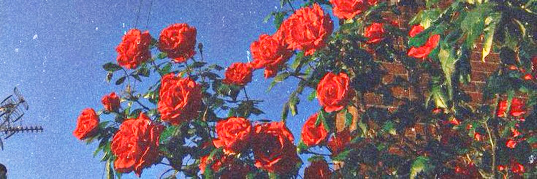 footnotevinyl's profile banner image