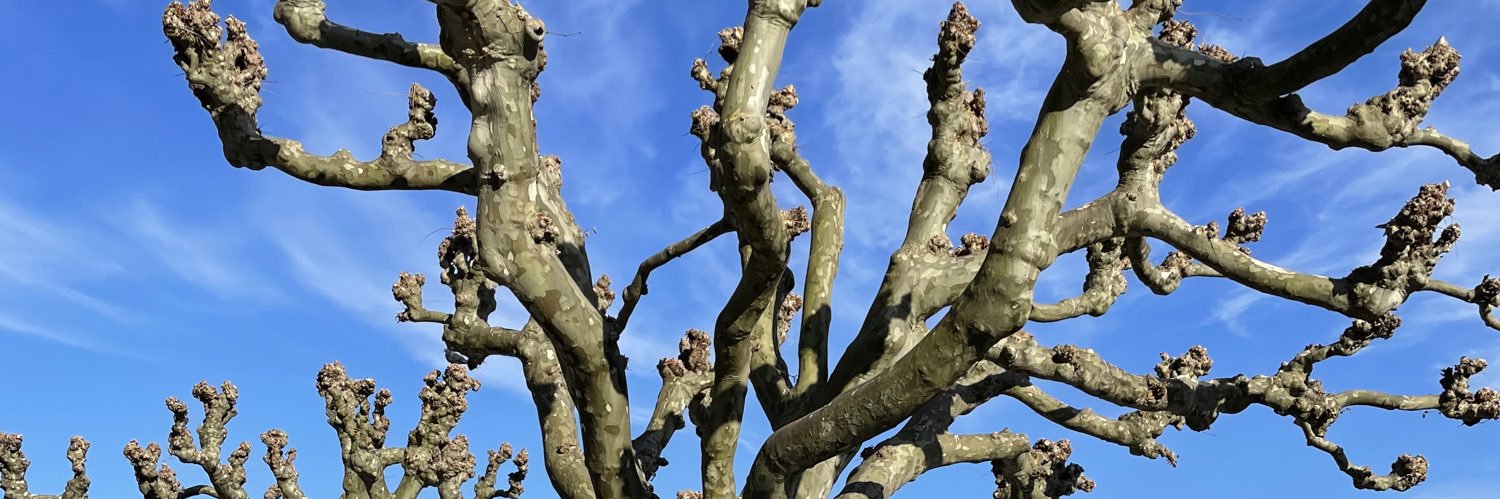 Zika Pavlovic banner