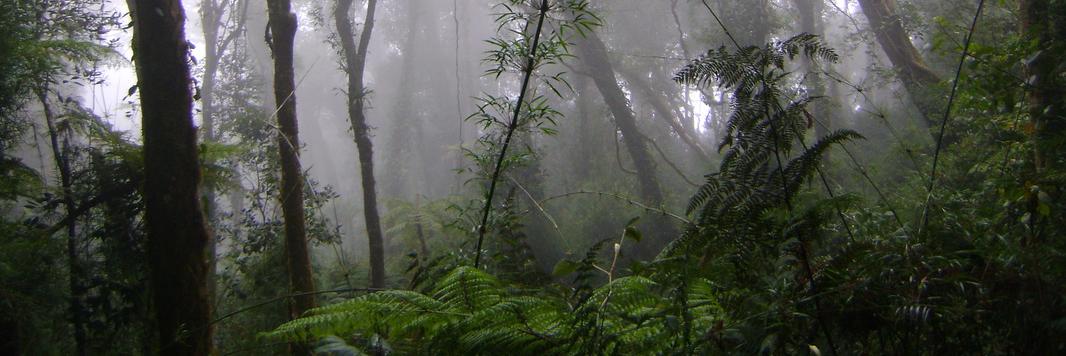 melissa hawkins banner