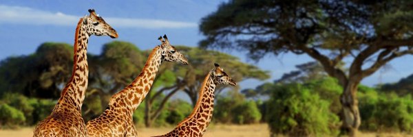 DeeBrow47820756 Profile Banner