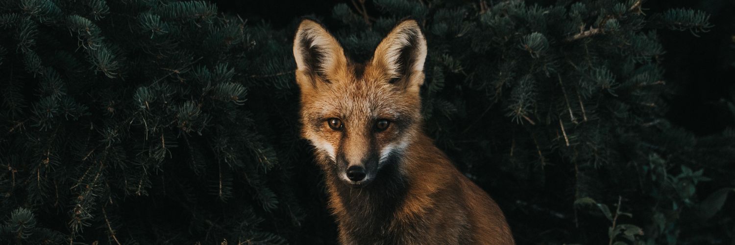 benfox's profile banner image