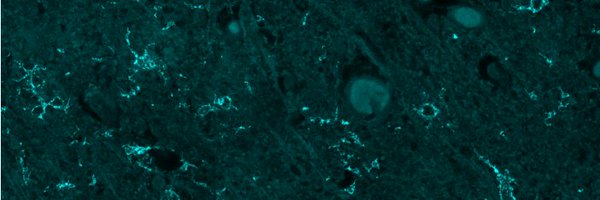 PD_BrainMap Profile Banner